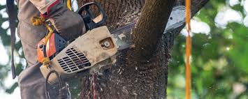 Best Lawn Pest Prevention  in Manassas Park, VA