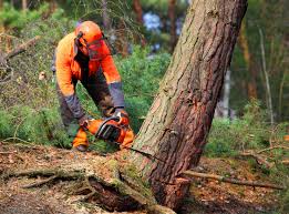 Manassas Park, VA Tree Services Company