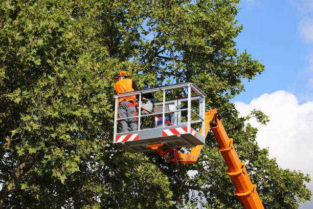 Best Leaf Removal  in Manassas Park, VA