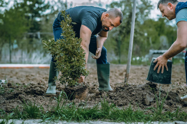How Our Tree Care Process Works  in  Manassas Park, VA