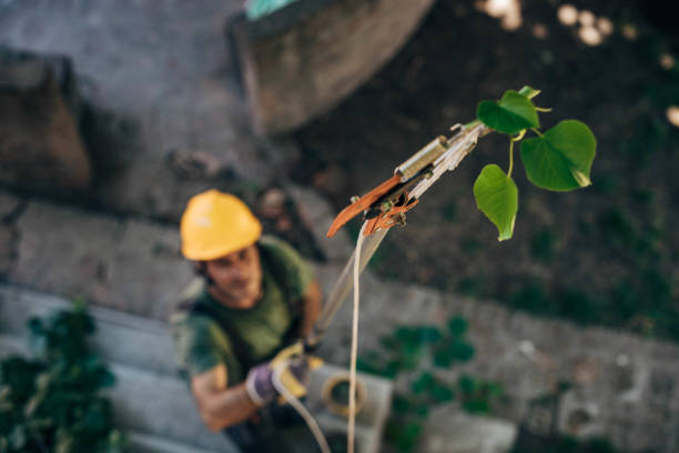 Best Tree Disease Treatment  in Manassas Park, VA