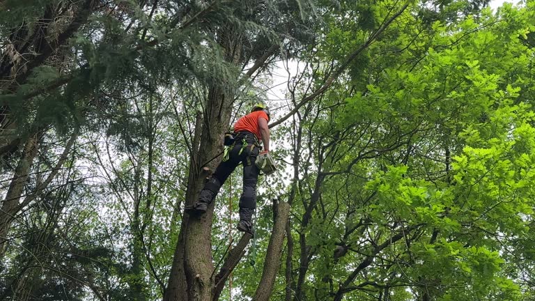 Best Lot and Land Clearing  in Manassas Park, VA