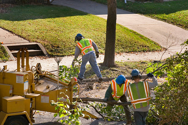 Best Landscape Design and Installation  in Manassas Park, VA