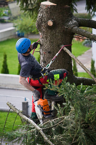 Best Commercial Tree Services  in Manassas Park, VA