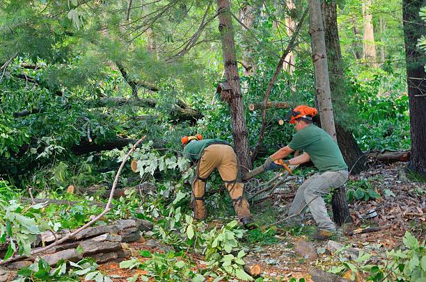 Best Tree Preservation Services  in Manassas Park, VA