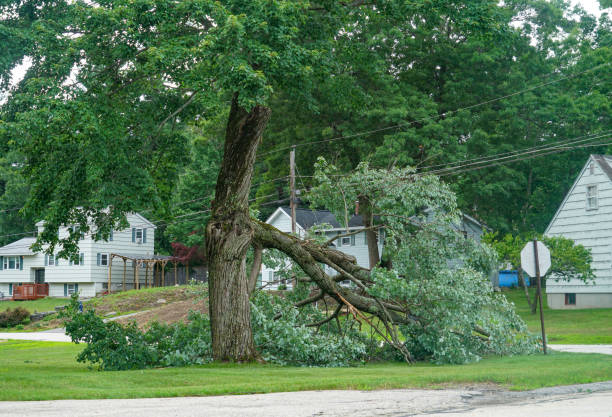 Best Tree Trimming and Pruning  in Manassas Park, VA