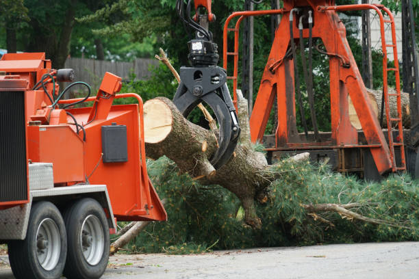  Manassas Park, VA Tree Services Pros