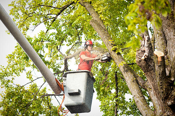 Best Stump Grinding and Removal  in Manassas Park, VA