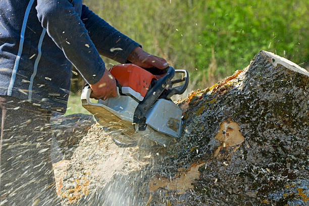 Best Tree Mulching  in Manassas Park, VA