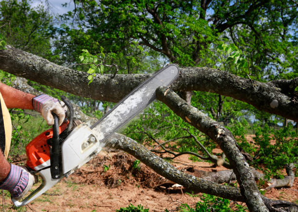 Best Root Management and Removal  in Manassas Park, VA